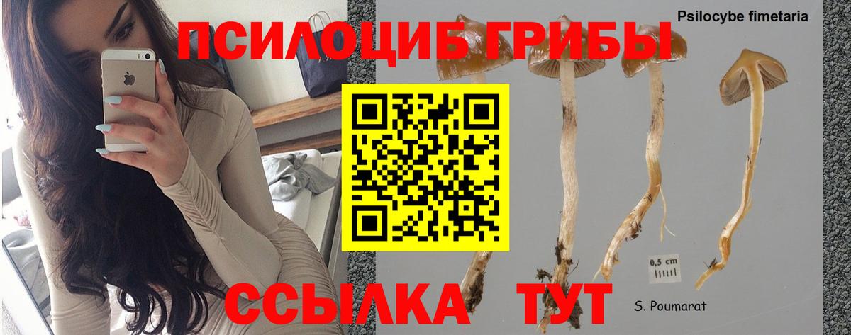 Псилоцибиновые грибы мицелий  Вход с VPN  Новочебоксарск 
